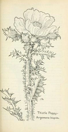 Drawing Of Flower Field Field Book Of Western Wild Flowers Drawing Flowers 2 Tutorials