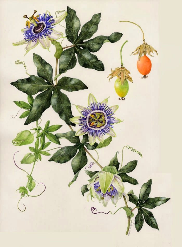 Drawing Of Flower Growing A A Ae Ae C Aoo Ae E Ao 18ssa E Pinterest Flowersa Passion Flower