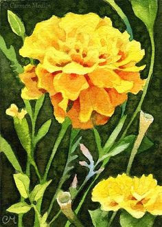 Drawing Of Flower Marigold 104 Best Marigolds Images Carnival Glass Marigold Colored Glass