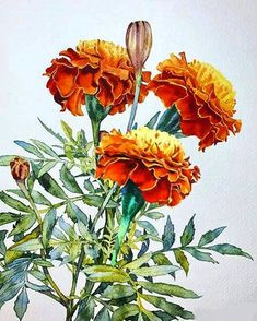 Drawing Of Flower Marigold 118 Best Marigolds Images In 2019 Marigold Flower Marigold Tattoo