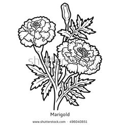 Drawing Of Flower Marigold 53 Best Marigolds Images Marigold Flower Coloring Books Coloring