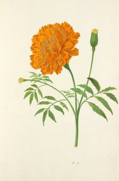 Drawing Of Flower Marigold 53 Best Marigolds Images Marigold Flower Coloring Books Coloring