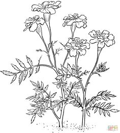 Drawing Of Flower Marigold 53 Best Marigolds Images Marigold Flower Coloring Books Coloring