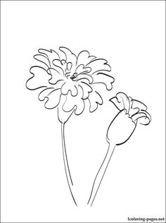 Drawing Of Flower Marigold 53 Best Marigolds Images Marigold Flower Coloring Books Coloring