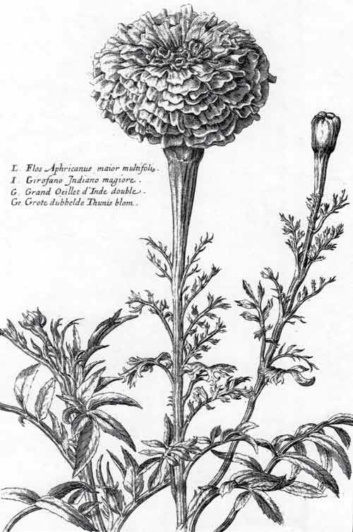 Drawing Of Flower Marigold Marigold Botanical Illustration Field Guided Botanical