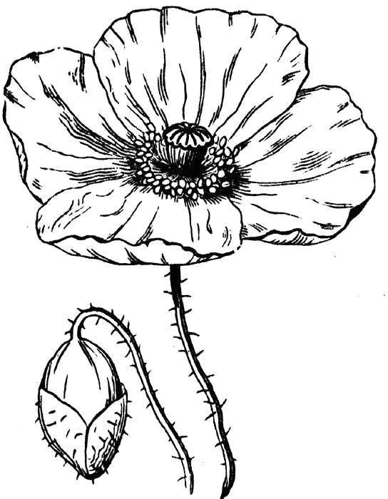 Drawing Of Flower Petals 27 Natural Poppy Flower Drawing Helpsite Us