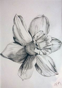 Drawing Of Flower Scenery 126 Nejlepa A Ch Obrazka Z Nasta Nky Flowers Drawing Of Daffodil
