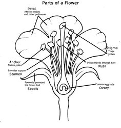 Drawing Of Flower Structure 37 Best Parts Of A Flower Images Beautiful Flowers Exotic