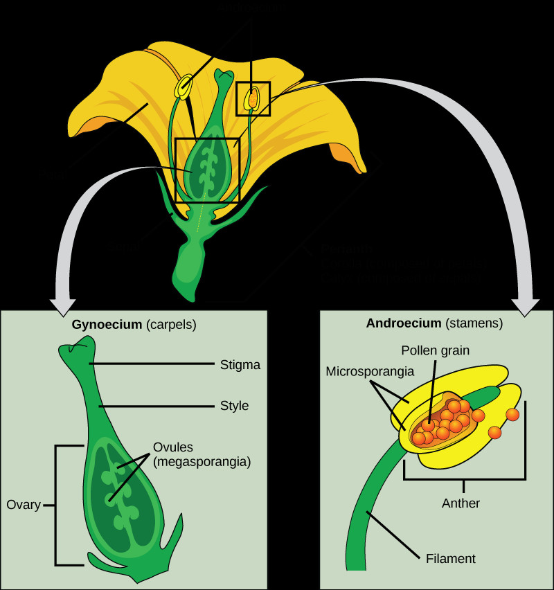 Drawing Of Flower Structure Flower Structure Biology for Majors Ii