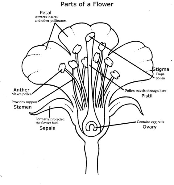 Drawing Of Flower Structure Sara Hartzell Sbhartzell On Pinterest