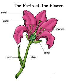 Drawing Of Flower with Parts 37 Best Parts Of A Flower Images Beautiful Flowers Exotic