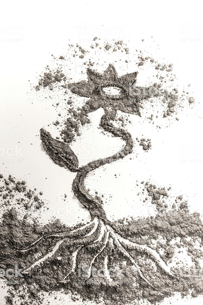 Drawing Of Flower with Roots Flower Plant Drawing Illustration Concept Made Od ash Dust Sand