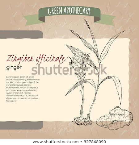Drawing Of Flower with Roots Ginger Flower Plant Root Sketch Placed Stock Vector Royalty Free