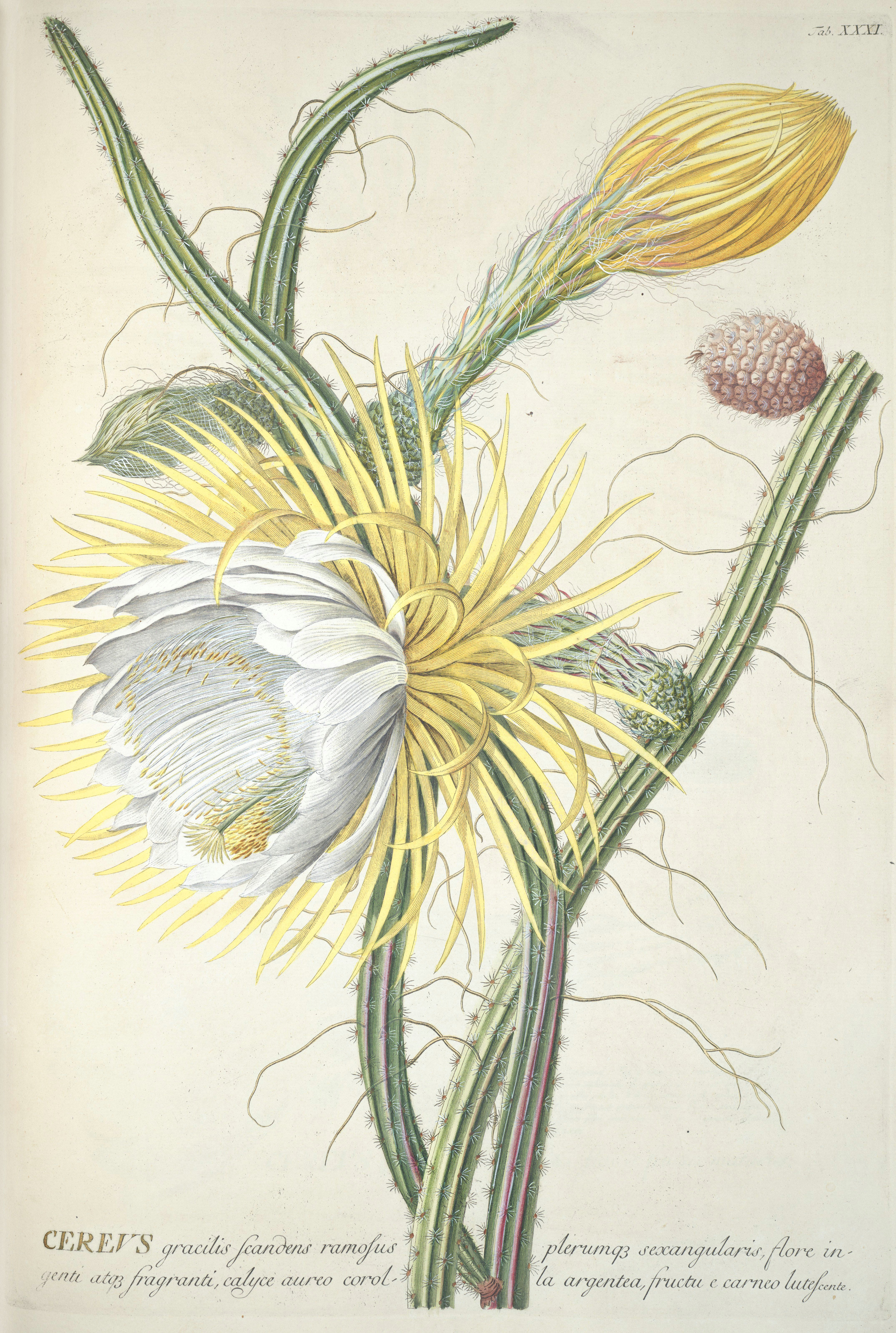 Drawing Of Flower with Roots Sweet Scent Cactus Vanilla Cactus Selenicereus Grandiflorus