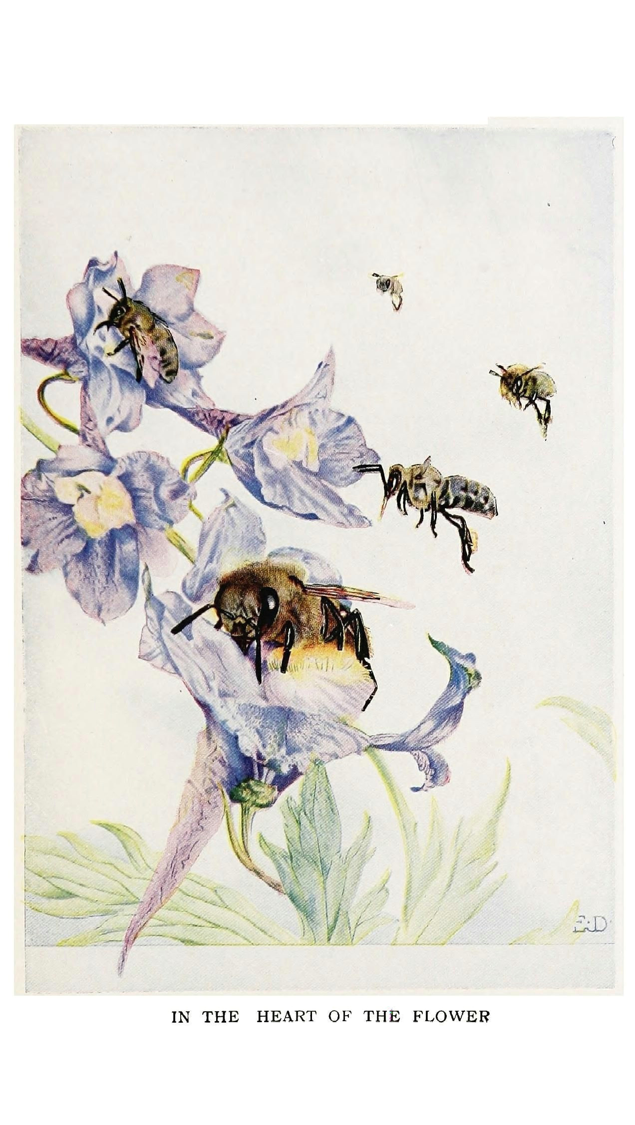 Drawing Of Flowers and Bees Pin by Cynthia Bogart On Bee Illustrations Bee Art Bee Art