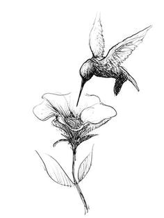 Drawing Of Flowers and Birds Pin by Teresa Haines On Tatoos Hummingbird Tattoo Tattoos Drawings