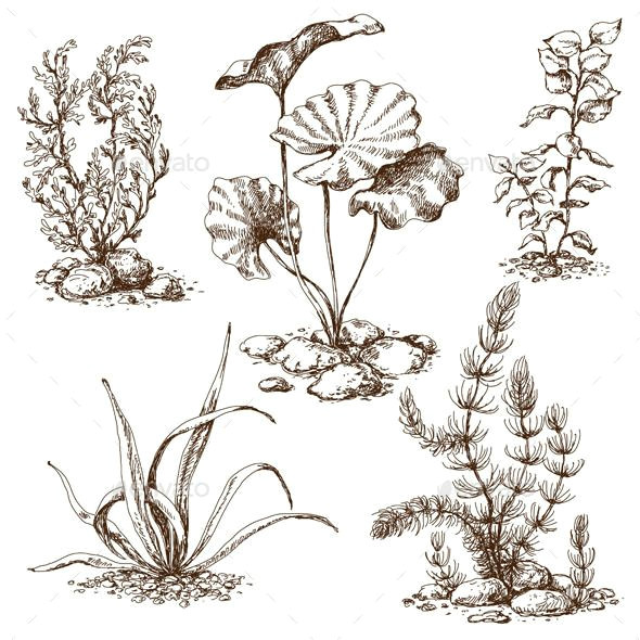 Drawing Of Flowers and Nature Sketch Of Underwater Plants Flowers Plants Nature Tattoo