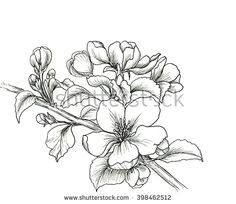 Drawing Of Flowers Background 215 Best Flower Sketch Images Images Flower Designs Drawing S