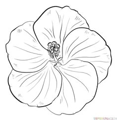 Drawing Of Flowers for Beginners 361 Best Drawing Flowers Images Drawings Drawing Techniques