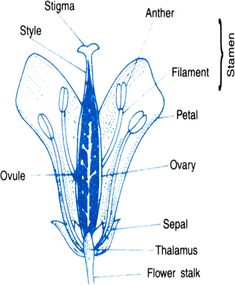 Drawing Of Flowers for Class 1 Draw A Labelled Diagram Of the Longitudinal Section Of A Flower