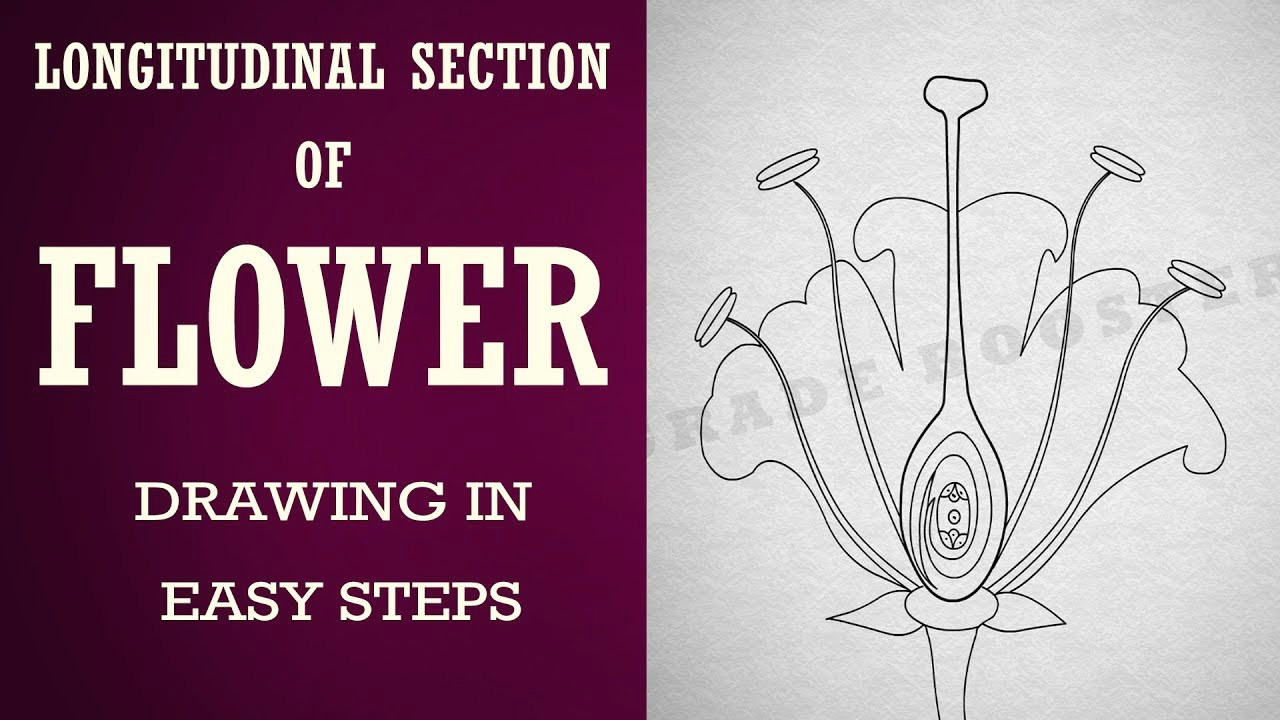 Drawing Of Flowers for Class 1 How to Draw Longitudinal Section Of Flower In Easy Steps Biology