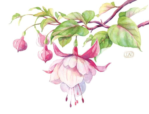 Drawing Of Flowers Market Fuchsia Pattern by Natalia Tyulkina Via Behance Ae A C Pinterest