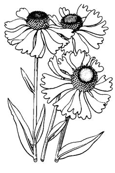 Drawing Of Flowers Pinterest 2375 Best Line Drawings Images Coloring Pages Print Coloring
