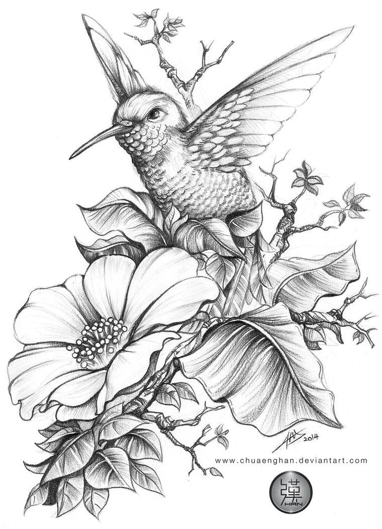 Drawing Of Flowers with Birds Hummingbird E E Done for A Book Cover A4 Size Hb 3b 6b Acrylic