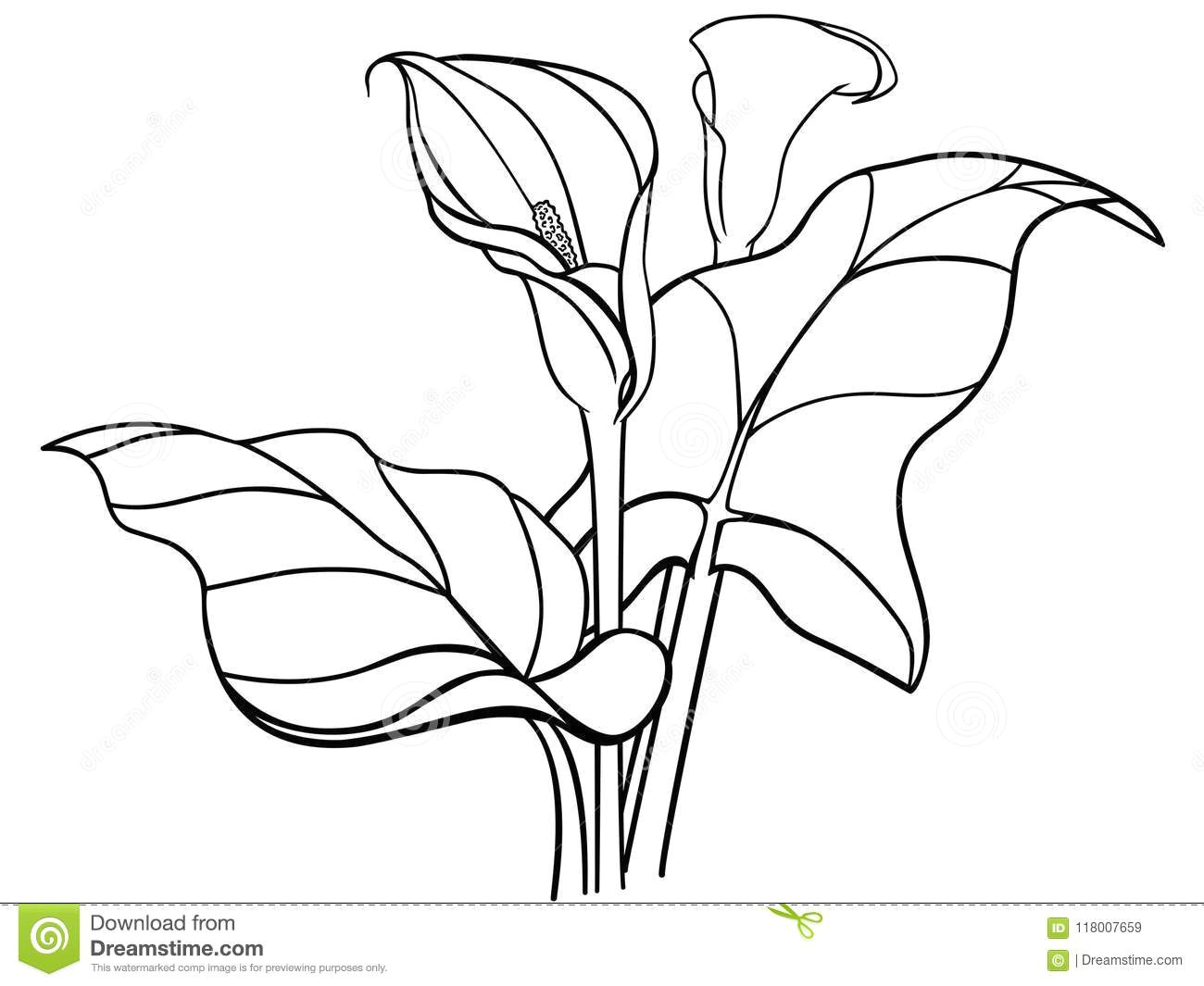 Drawing Of Flowers with Leaves Callas Flowers with Leaves Bouquet White Callas Lilies Line