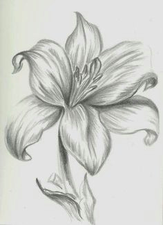 Drawing Of Flowers with Shading 12 Best Pencil Shaded Flowers Images Drawing Flowers Pencil