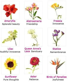 Drawing Of Flowers with their Names 12 Best Beautiful Flower Names Images Beautiful Flowers Types Of