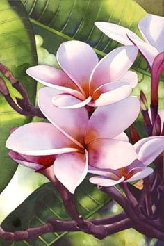 Drawing Of Frangipani Flower 192 Best Plumeria Images In 2019 Beautiful Flowers Hawaiian