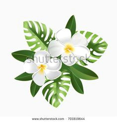 Drawing Of Frangipani Flower 28 Best Frangipani Images Drawings Draw Fabrics