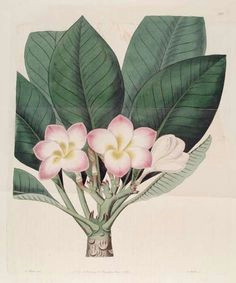 Drawing Of Frangipani Flower 32 Best Frangipani Illustration Images Botanical Drawings