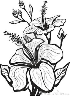 Drawing Of Freesia Flower 1412 Nejlepa A Ch Obrazka Z Nasta Nky Flower Drawings Drawings