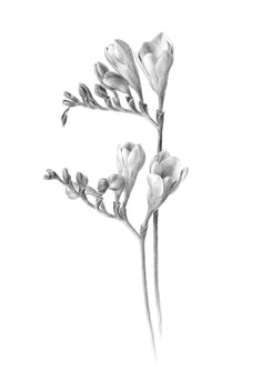 Drawing Of Freesia Flower 226 Best Drawings Images On Pinterest Drawings Octopuses and