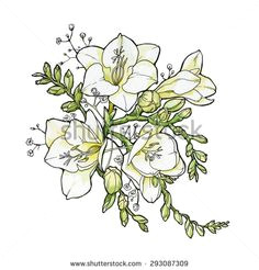 Drawing Of Freesia Flower 24 Best Freesia Flowers Images Freesia Flowers Flowers Beautiful