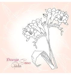 Drawing Of Freesia Flower 24 Best Freesia Flowers Images Freesia Flowers Flowers Beautiful