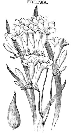 Drawing Of Freesia Flower 24 Best Freesia Flowers Images Freesia Flowers Flowers Beautiful