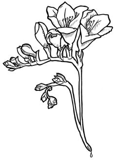 Drawing Of Freesia Flower 24 Best Freesia Flowers Images Freesia Flowers Flowers Beautiful