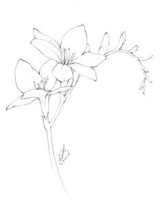 Drawing Of Freesia Flower 427 Best Freesia Flowers Images Beautiful Flowers Gardens Pink