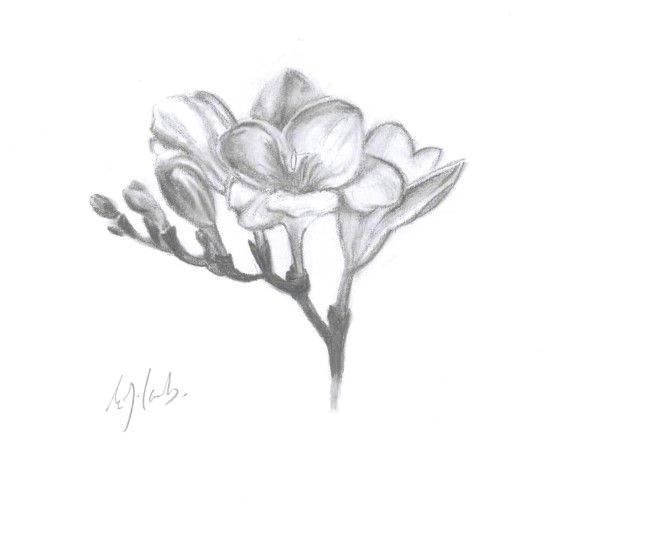 Drawing Of Freesia Flower Freesia Tattoos Ideas Tattoos Ink Ideas