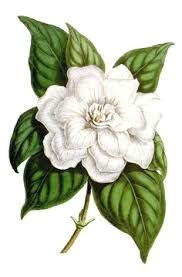 Drawing Of Gardenia Flower 220 Best Flowers Gardenia Images White Flowers Beautiful Flowers