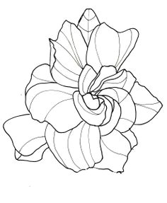 Drawing Of Gardenia Flower 220 Best Flowers Gardenia Images White Flowers Beautiful Flowers