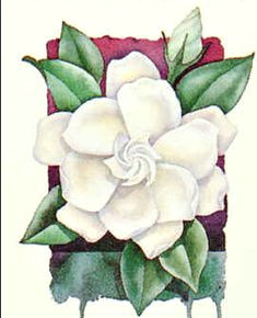 Drawing Of Gardenia Flower 220 Best Flowers Gardenia Images White Flowers Beautiful Flowers