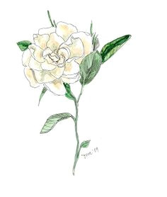 Drawing Of Gardenia Flower 28 Best Ink Images In 2019 Gardenia Tattoo Drawings Floral Tattoos