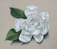 Drawing Of Gardenia Flower 47 Best Gardenia Tattoo Designs Images Gardenia Tattoo Floral