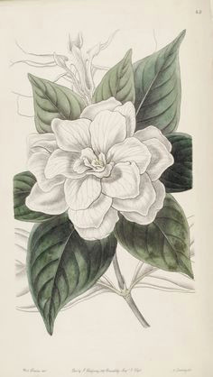 Drawing Of Gardenia Flower 54 Best Gardenia Tattoo Images Gardenia Tattoo Floral Tattoos