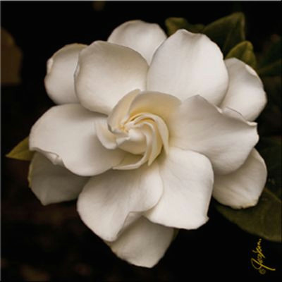 Drawing Of Gardenia Flower Gardenia This Would Make for A Nice Tattoo Also Tattoos Tattoos