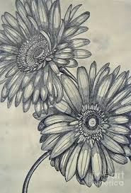 Drawing Of Gerbera Flower 52 Best Daisies Images Daisy Drawing Draw Daisies